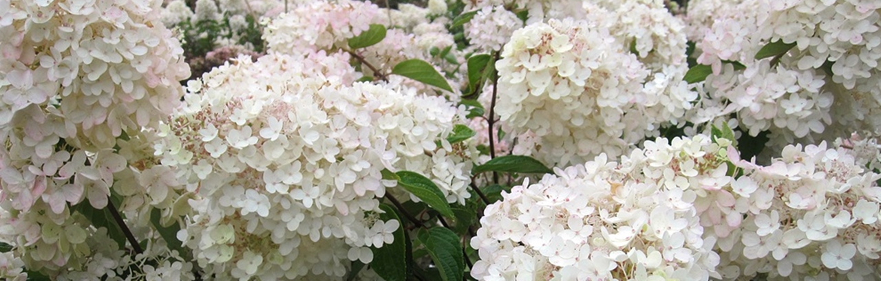 Hydrangea p. Grandiflora Beitragsbild