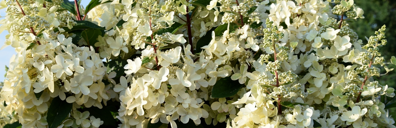 Hydrangea paniculata 'Candlelight' Beitragsbild