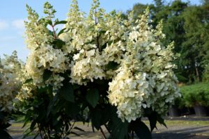 Hydrangea paniculata 'Candlelight' 