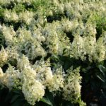 Hydrangea paniculata 'Candlelight'