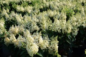Hydrangea paniculata 'Candlelight' 