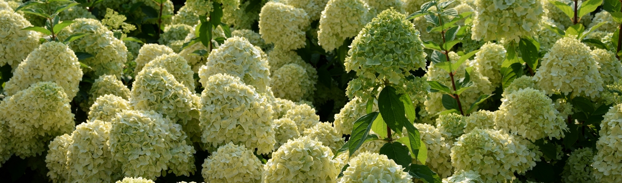 Hydrangea paniculata 'Limelight' Beitragsbild