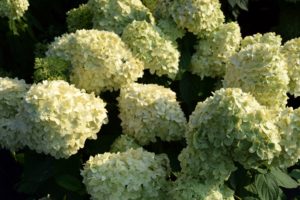 Hydrangea paniculata 'Limelight' 