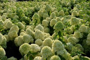 Hydrangea paniculata 'Limelight' 