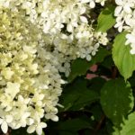 Hydrangea paniculata 'Phantom' Beitragsbild