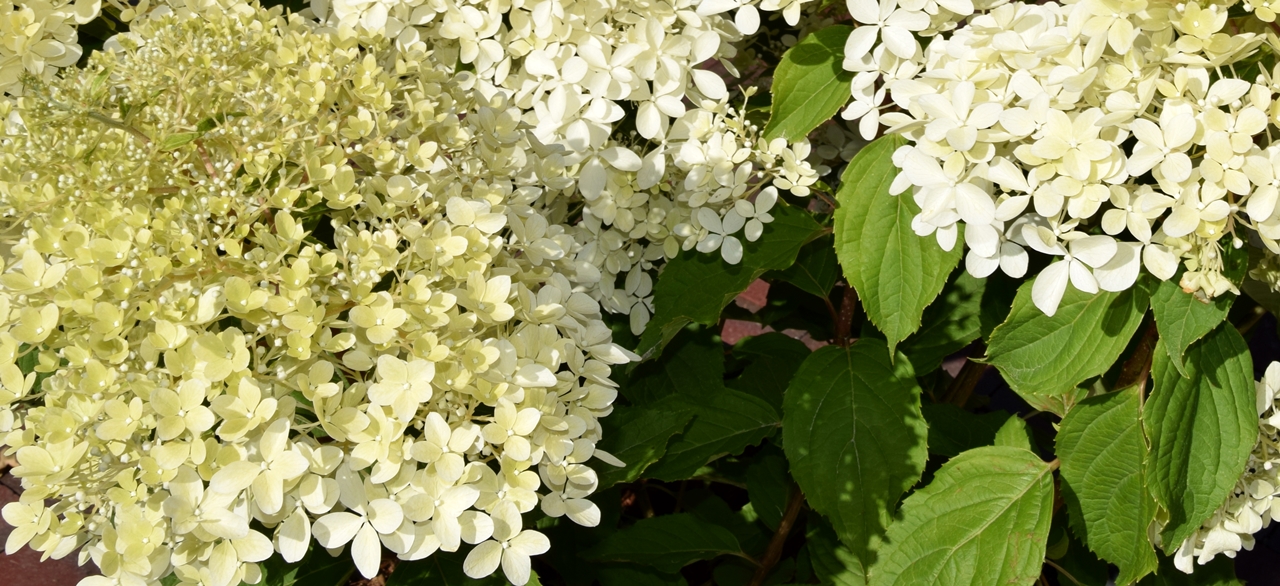 Hydrangea paniculata 'Phantom' Beitragsbild