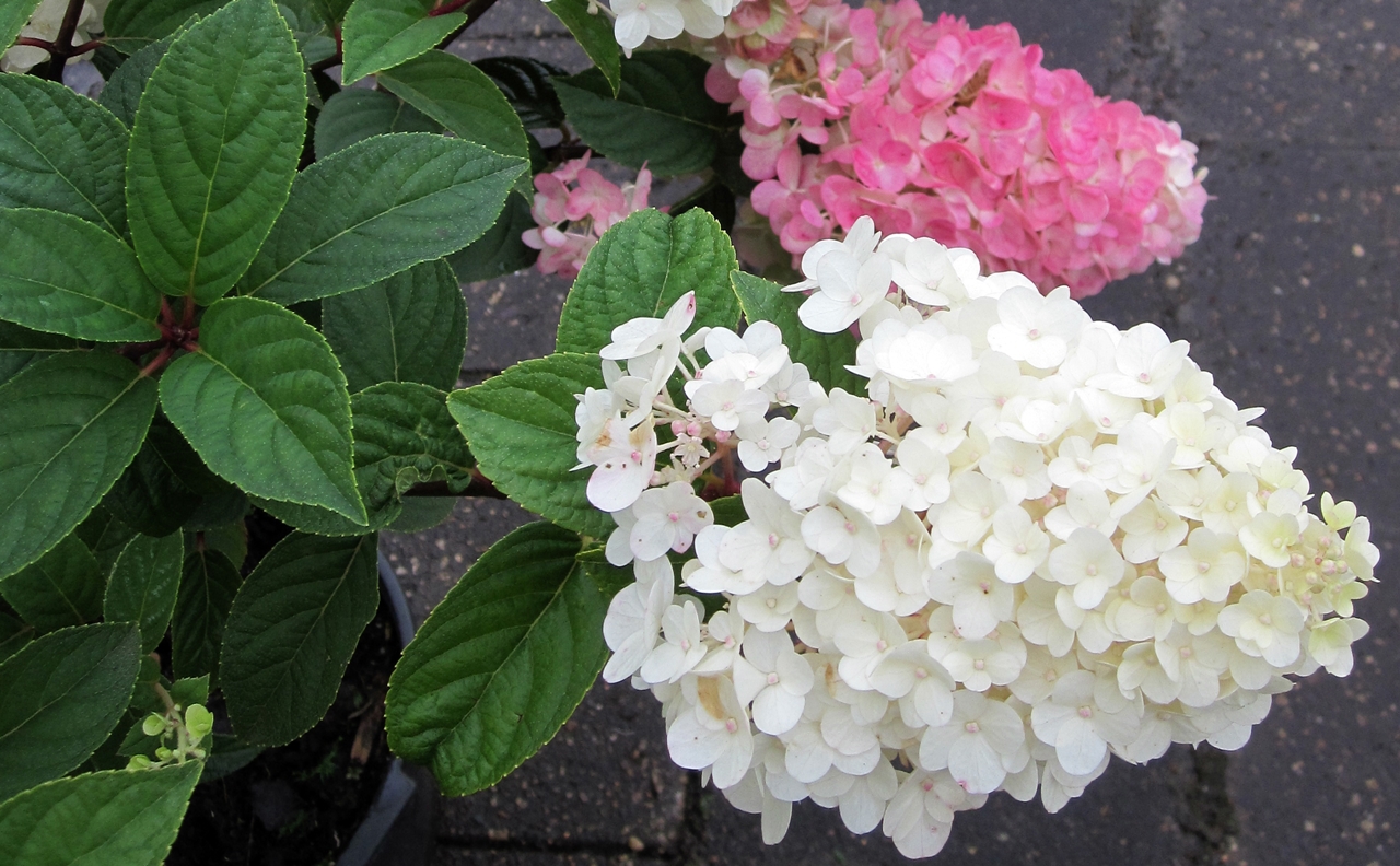 Hydrangea paniculata 'Sundae Fraise' Beitragsbild