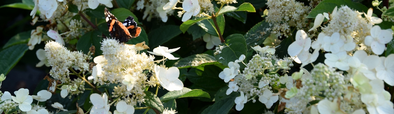 Hydrangea paniculata 'Unique' Beitragsbild