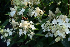 Hydrangea paniculata 'Unique'