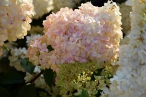 Hydrangea paniculata 'Vanille-Fraise' 