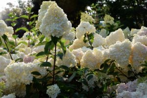 Hydrangea paniculata 'Vanille-Fraise' 
