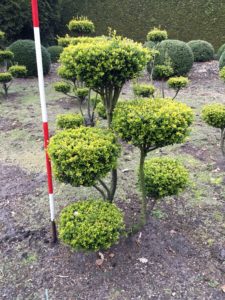  Ilex crenata Bonsai