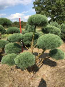 Pinus sylv. 'Watereri' Bonsai