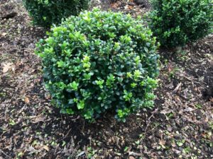  Ilex crenata 'Caroline Upright' Kugel