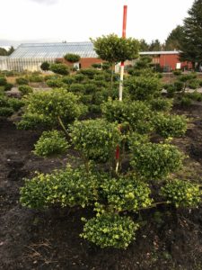  Ilex crenata Bonsai