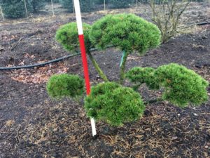 Pinus Gnom Bonsai