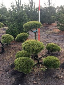 Pinus mughus Bonsai
