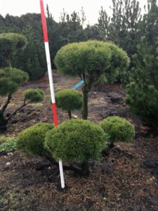 Pinus mugo pumilio Bonsai Nr. 13
