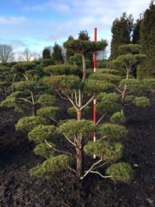  Pinus Norske Typ Bonsai