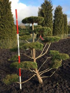 Pinus Norske Typ Bonsai