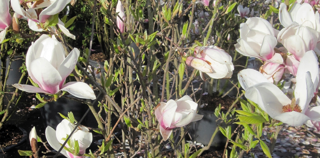 Magnolia soulangiana Beitragsbild