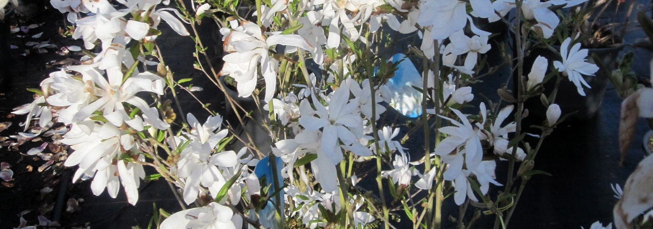 Magnolia stellata Beitragsbild