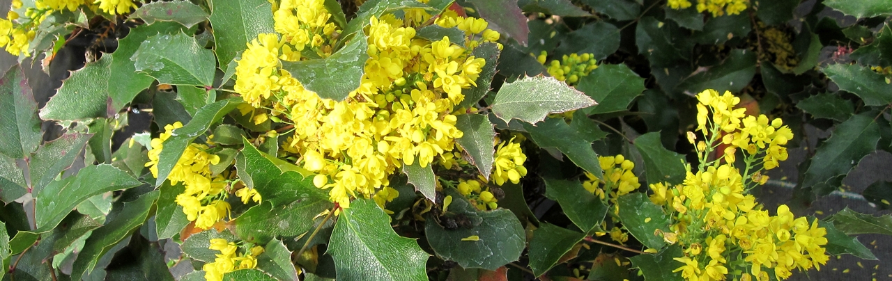 Mahonia aquif. Apollo Beitragsbild