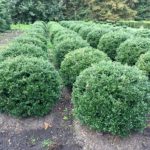 Ilex crenata 'Green Glorie' Kugel
