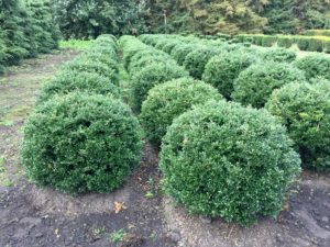  Ilex crenata 'Green Glorie' Kugel