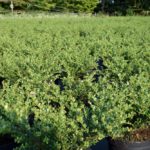 Ilex crenata 'Glorie Gem'