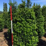 Ilex mes. 'Heckenfee'