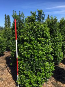 Ilex mes. 'Heckenfee'