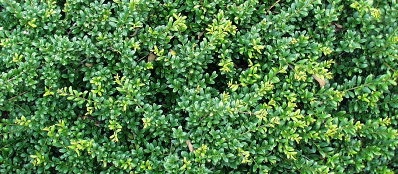 Ilex crenata 'Eurotal'