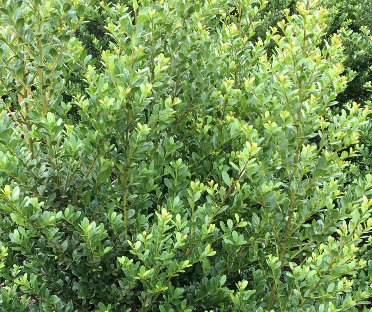 Ilx crenata 'Dark Green' Beitragsbild