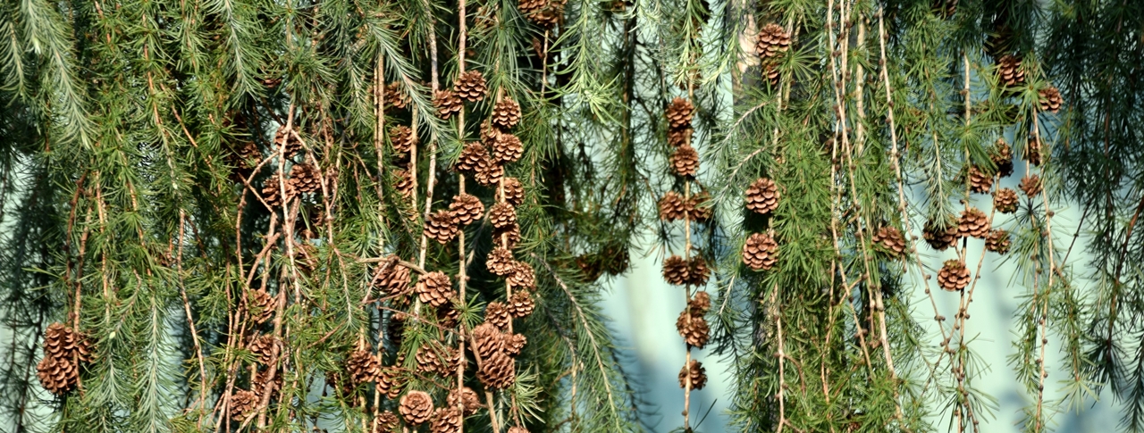 Larix kaempferi 'Pendula' Beitragsbild
