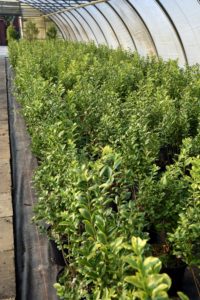 Ligustrum ovalifolium 'Aureum' 