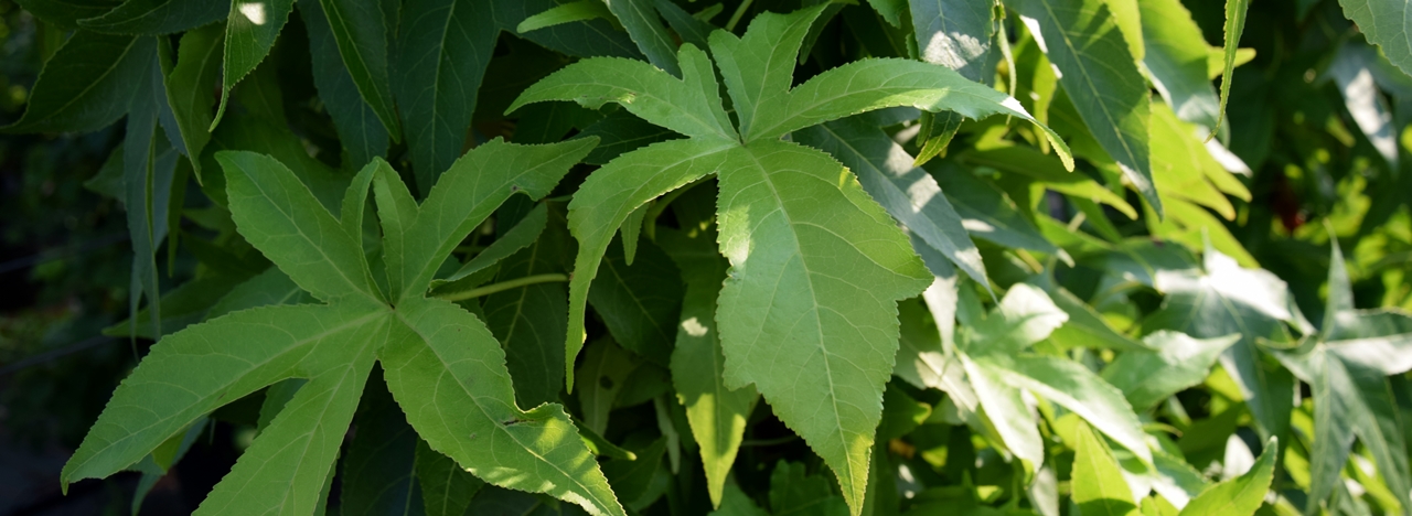 Liquidambar styracifl.'Slender Silhouette' Beitragsbild