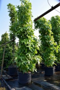 Liquidambar styracifl.'Slender Silhouette'