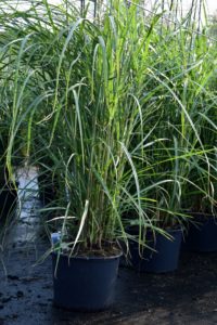 Miscanthus