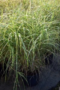 Miscanthus 