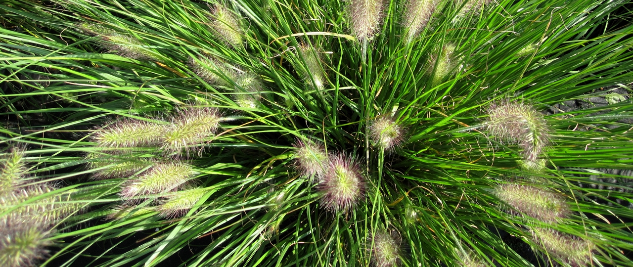 Pennisetum 'Hameln' Beitragsbild