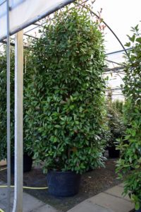 Photinia fraseri 'Red Robin' 
