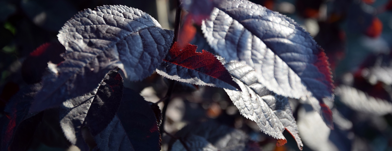 Prunus cistena Beitragsbild