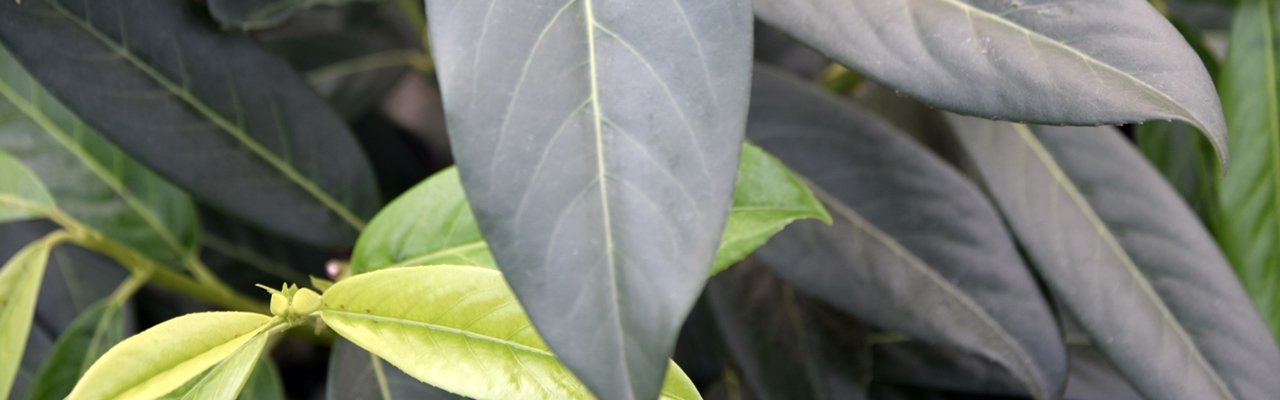 Prunus lauroc.'Genolia' Beitragsbild