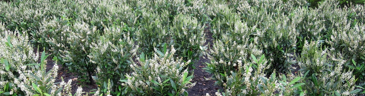 Prunus lauroc.'Herbergii' Beitragsbild