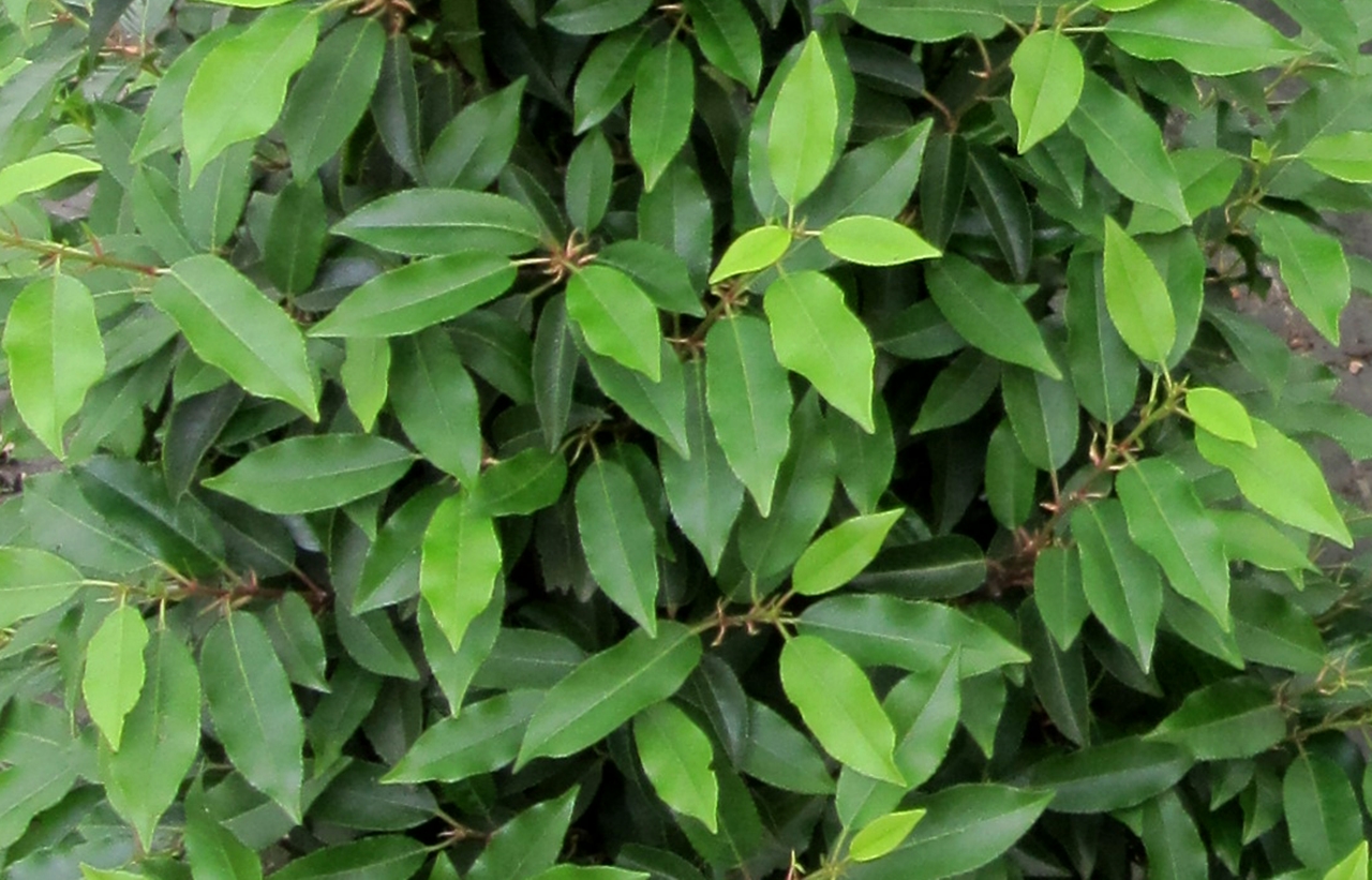 Prunus lusitanica 'Angustifolia' Beitragsbild