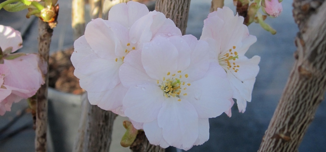 Prunus serrulata 'Amanogawa' Beitragsbild