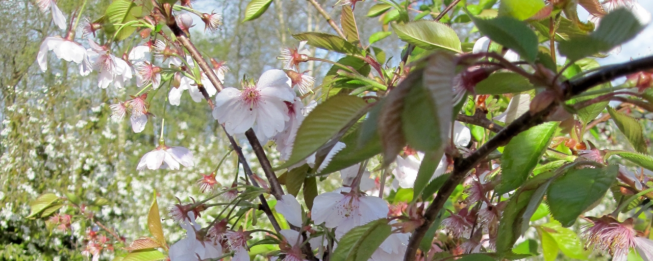 Prunus subhirtella 'Accolade' Beitragsbild