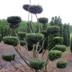 Taxus Hicksii Bonsai