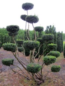Taxus Hicksii Bonsai